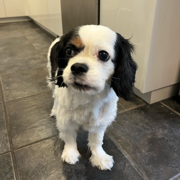 Meet your Posher, Annika - Picture 1 of 1